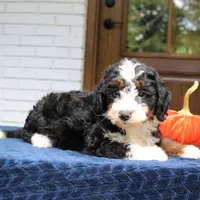 Panda, a male Miniature Bernedoodle for sale in Narvon, PA – 1 of 10