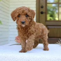 Joy, a female Cavapoo for sale in Narvon, PA – 4 of 6