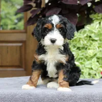 Clover, a female Cavapoo for sale in Narvon, PA – 5 of 9