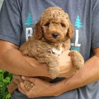 Winston, a male Miniature Goldendoodle for sale in Narvon, PA – 4 of 7