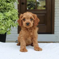 Martin, a male Cavapoo for sale in Narvon, PA – 7 of 7