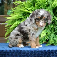 Ruby, a female Bernedoodle for sale in Narvon, PA – 3 of 9