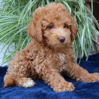 Hazel, a female Goldendoodle for sale in Narvon, PA – 4 of 7