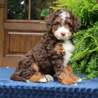 Ruffles, a male Bernedoodle for sale in Narvon, PA – 4 of 8