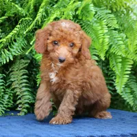 Nixon, a male Goldendoodle for sale in Narvon, PA – 3 of 9