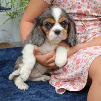 Juno, a male Cavalier King Charles Spaniel for sale in Narvon, PA – 5 of 10