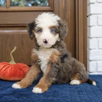 Silas, a male Miniature Bernedoodle for sale in Narvon, PA – 2 of 6