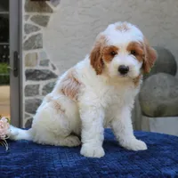 Dawson, a male Goldendoodle for sale in Narvon, PA – 4 of 5