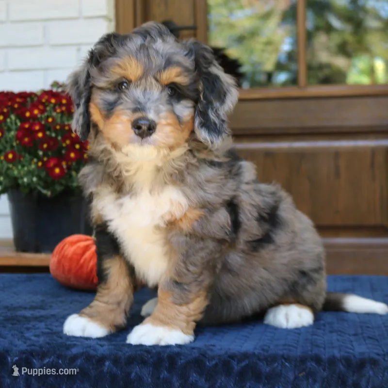 Gus – Bernedoodle puppy for sale in Narvon, PA