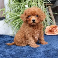 Kody, a male Cavapoo for sale in Narvon, PA – 1 of 8