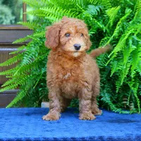 Navy, a male Goldendoodle for sale in Narvon, PA – 6 of 8