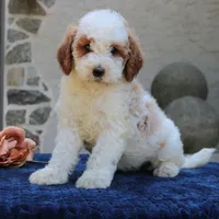 Dora, a female Goldendoodle for sale in Narvon, PA – 5 of 5