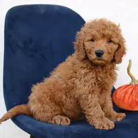 Levi, a male Miniature Goldendoodle for sale in Narvon, PA – 3 of 6
