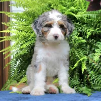 Ranger, a male Bernedoodle for sale in Narvon, PA – 2 of 8