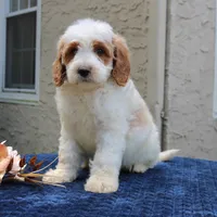 Dixon, a male Goldendoodle for sale in Narvon, PA – 6 of 7