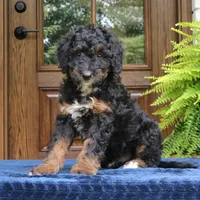 Rover, a male Bernedoodle for sale in Narvon, PA – 5 of 6