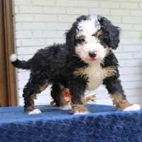 Everett, a male Miniature Bernedoodle for sale in Narvon, PA – 5 of 5