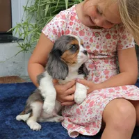 Juno, a male Cavalier King Charles Spaniel for sale in Narvon, PA – 9 of 10