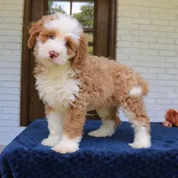 Baxter, a male Bernedoodle for sale in Narvon, PA – 9 of 10