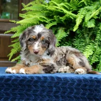 Ruby, a female Bernedoodle for sale in Narvon, PA – 9 of 9