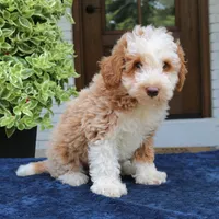 Zuke, a male Bernedoodle for sale in Narvon, PA – 5 of 5