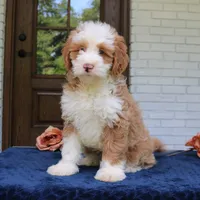 Baxter, a male Bernedoodle for sale in Narvon, PA – 3 of 10