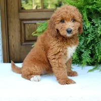 Amy, a female Miniature Goldendoodle for sale in Narvon, PA – 1 of 6