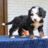Everett, a male Miniature Bernedoodle for sale in Narvon, PA – 4 of 5