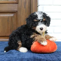 Shadow, a male Miniature Bernedoodle for sale in Narvon, PA – 5 of 9