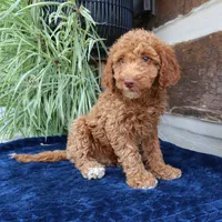 Hugo, a male Goldendoodle for sale in Narvon, PA – 3 of 6