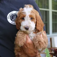 Jax, a male Cavapoo for sale in Narvon, PA – 4 of 6