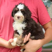 Paisley, a female Miniature Bernedoodle for sale in Narvon, PA – 2 of 7