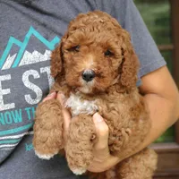 Walter, a male Miniature Goldendoodle for sale in Narvon, PA – 9 of 10
