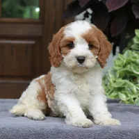 Callie, a female Cavapoo for sale in Narvon, PA – 2 of 7