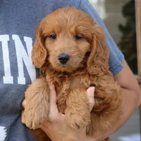 Luna, a female Miniature Goldendoodle for sale in Narvon, PA – 3 of 6
