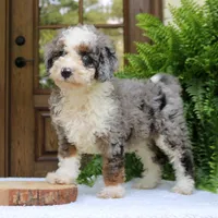 Brody, a male Bernedoodle for sale in Narvon, PA – 6 of 6