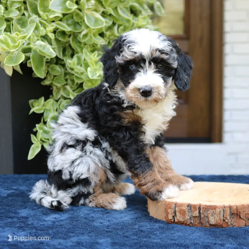 Emma – Bernedoodle puppy for sale in Narvon, PA