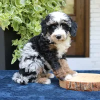 Emma, a female Bernedoodle for sale in Narvon, PA – 1 of 6