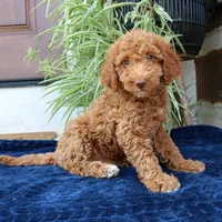 Hugo, a male Goldendoodle for sale in Narvon, PA – 2 of 6