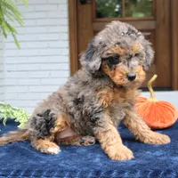 Mary, a female Bernedoodle for sale in Narvon, PA – 3 of 4