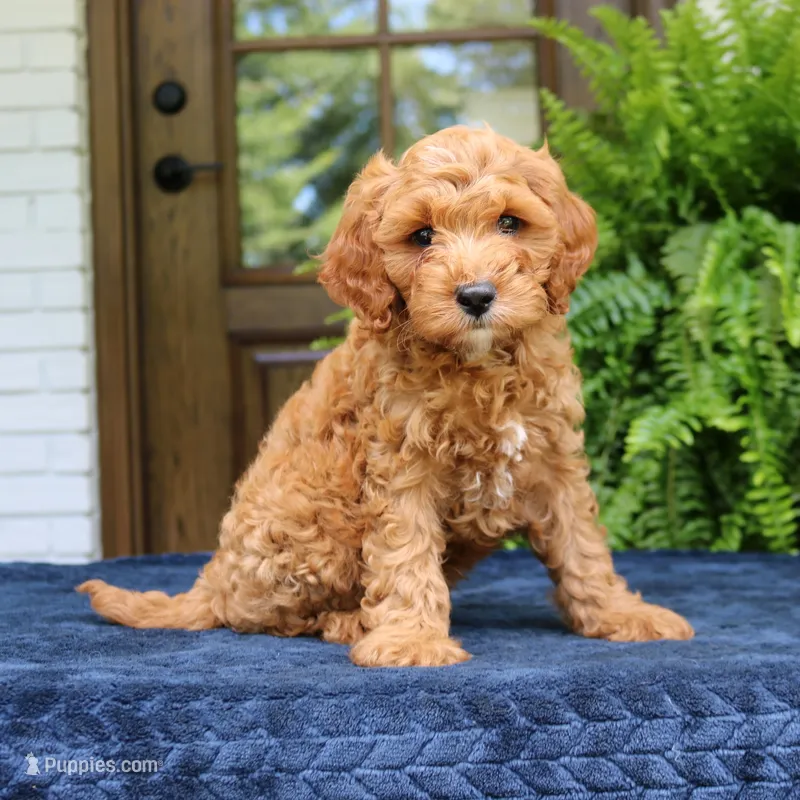 Jordan – Cavapoo puppy for sale in Narvon, PA
