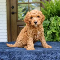 Jordan, a male Cavapoo for sale in Narvon, PA – 1 of 6