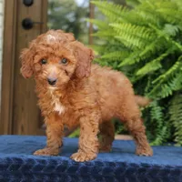 Nixon, a male Goldendoodle for sale in Narvon, PA – 8 of 9