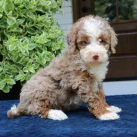 Levi, a male Bernedoodle for sale in Narvon, PA – 3 of 7