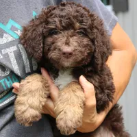Rita, a female Bernedoodle for sale in Narvon, PA – 6 of 8