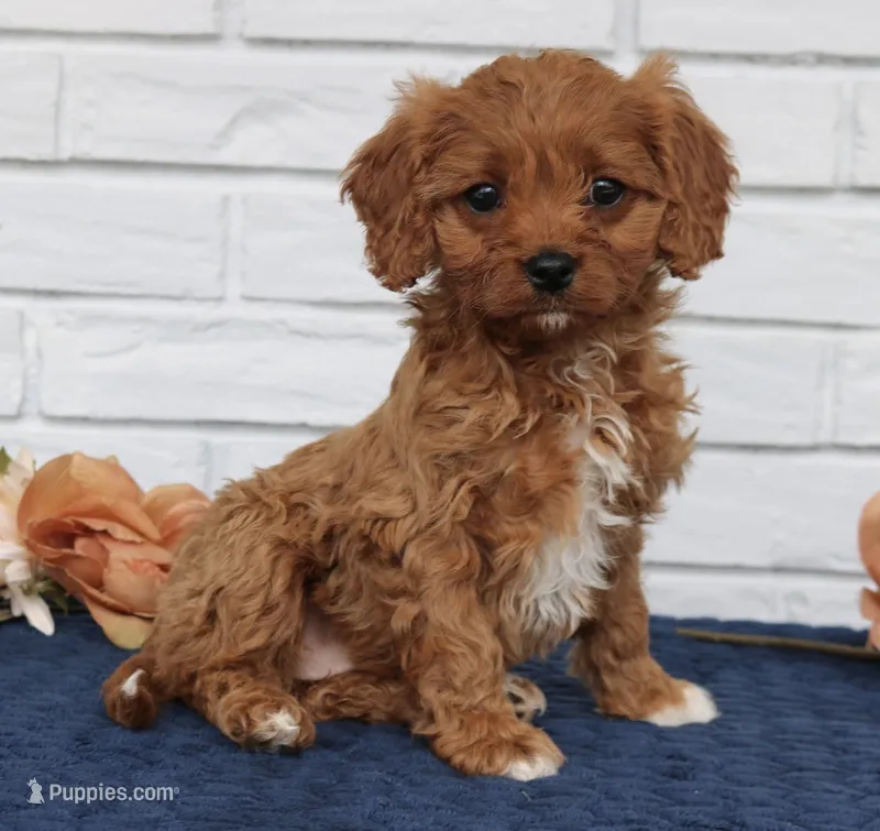 Betty  F1B  – Cavapoo puppy for sale in Narvon, PA