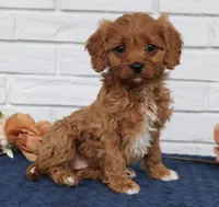 Betty  F1B , a female Cavapoo for sale in Narvon, PA – 1 of 6