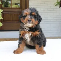 Leo, a male Bernedoodle for sale in Narvon, PA – 4 of 6