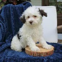 Daisy, a female Bernedoodle for sale in Narvon, PA – 3 of 6