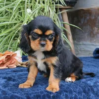 Jalena, a female Cavalier King Charles Spaniel for sale in Narvon, PA – 8 of 9
